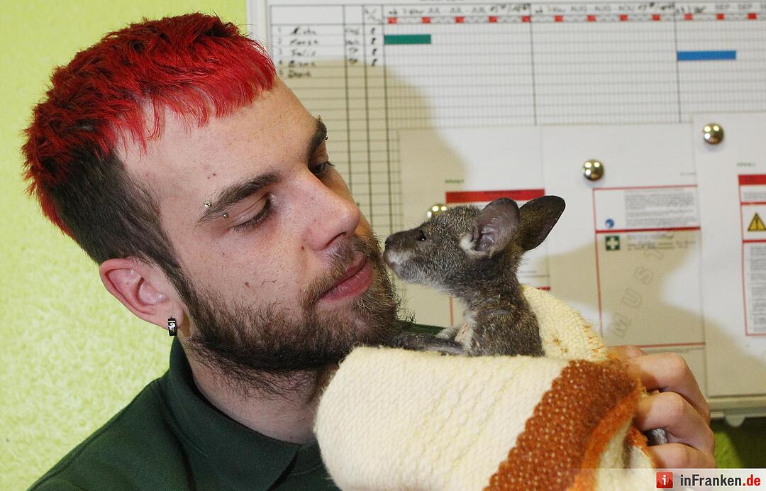 Kängurubaby im Tierpark Köthen