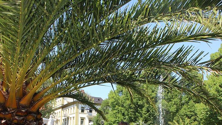 Wolfgang Hornung von der Kurgärtnerei gießt eine der vielen Palmen Palmen im Kurgarten. Foto: Isabel Herterich