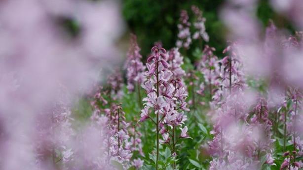 Das Rautengew&auml;chs Diptam kann sich bei starker Sonneneinstrahlung entz&uuml;nden. Ausl&ouml;ser sind die &auml;therischen &Ouml;le, die die seltene Pflanze verstr&ouml;mt. Zu finden ist die "Feuerpflanze" vor den Toren M&uuml;nnerstadts auf den Wiesen des Lautertals. Heike Beudert