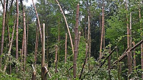 Großen Schaden richtete ein Sturm in diesem Waldstück an.  Foto: Lomb