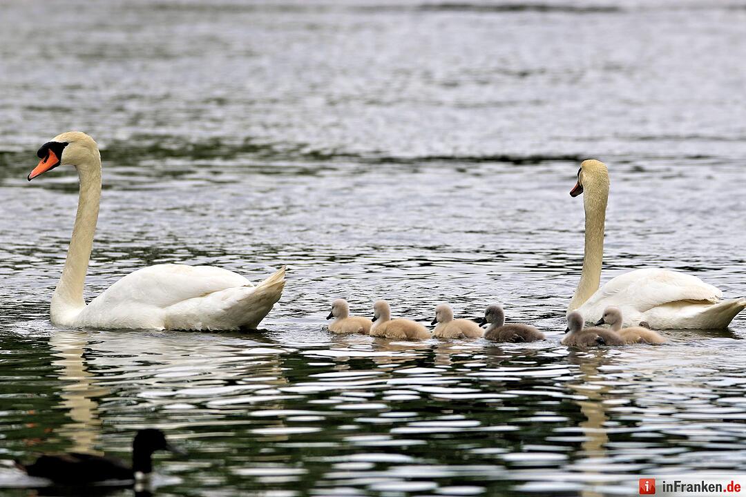 Schwanennachwuchs auf der Erba-Insel in Bamberg