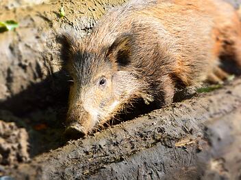 Ab dem 1. Mai 2021 hat der Wildpark in Hundshaupten (Landkreis Forchheim) wieder t&auml;glich von 9 bis 18 Uhr ge&ouml;ffnet.