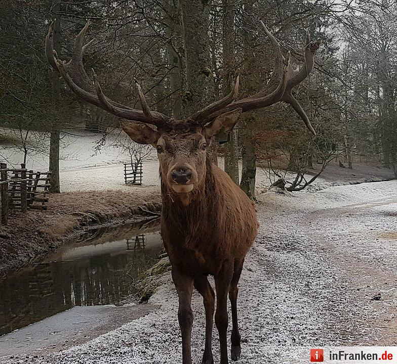 Eis und Schnee in Franken - die schönsten Winterleserfotos