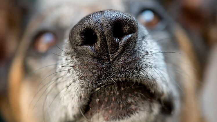 In Karlsbad hat ein Unbekannter Flugblätter verteilt, in denen zur Tötung eines Hundes aufgerufen wird. Außerdem verspricht der unbekannte Verfasser dafür eine Belohnung. Die Polizei ermittelt. Symbolfoto: Sven Hoppe/dpa