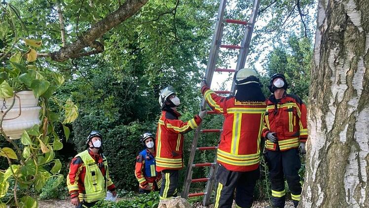 Katzenrettungsaktion in Heroldsberg: Die Feuerwehr musste ein Kätzchen von einem Baum holen.