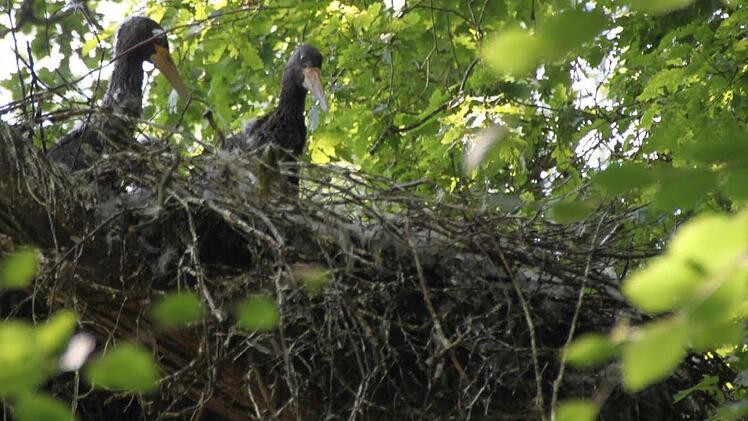 Oben im Horst machen die Jungvögel Spektakel.