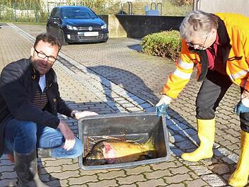 Markus Mönch (links) und Lothar Mozzo zeigen einen kapitalen Karpfen, den ihrer Vermutung nach ein Otter aus dem Teich der Kläranlage von Weidhausen geholt hat. Fotos: Rainer Lutz