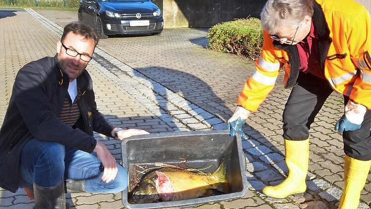 Markus Mönch (links) und Lothar Mozzo zeigen einen kapitalen Karpfen, den ihrer Vermutung nach ein Otter aus dem Teich der Kläranlage von Weidhausen geholt hat. Fotos: Rainer Lutz