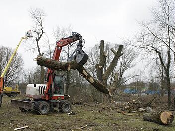 Am Aischufer in Höchstadt wurden am Montag morsche Pappeln gehörig gestutzt. Foto: Andreas Dorsch