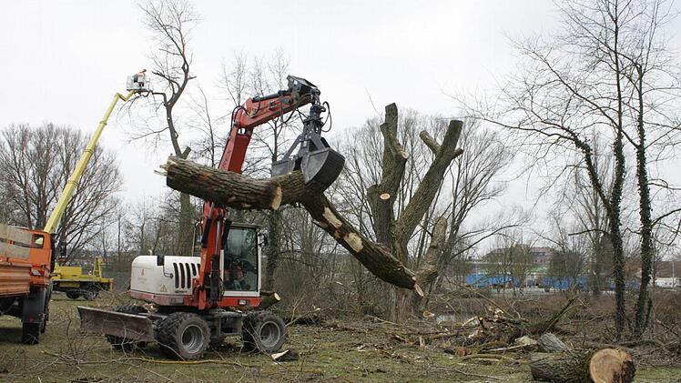 Am Aischufer in Höchstadt wurden am Montag morsche Pappeln gehörig gestutzt. Foto: Andreas Dorsch