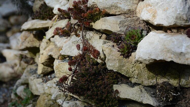 Die Kräuterspirale ist aus Feldsteinen errichtet. Zwischen den Steinen wurden Sand und fruchtbare Erde geschichtet. Hier finden Hauswurze Halt und Nahrung. Foto: Dagmar Besand