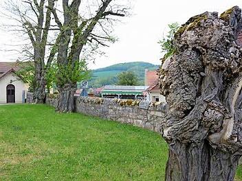 Impressionen vom Friedhof in Steinach: Die alten Bäume sollen gefällt und dafür Rotblühende Kastanien gepflanzt werden Foto: Björn Hein