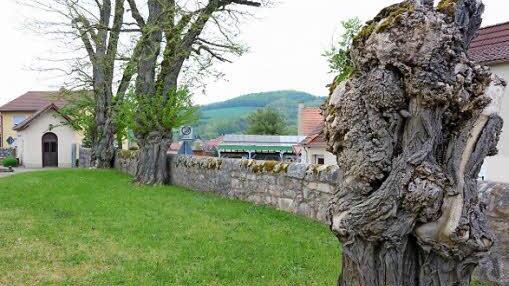 Impressionen vom Friedhof in Steinach: Die alten Bäume sollen gefällt und dafür Rotblühende Kastanien gepflanzt werden Foto: Björn Hein