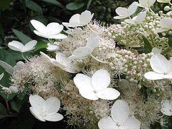 Schneiden oder nicht schneiden - das ist die Frage bei Gartenhortensien. Foto: Archiv