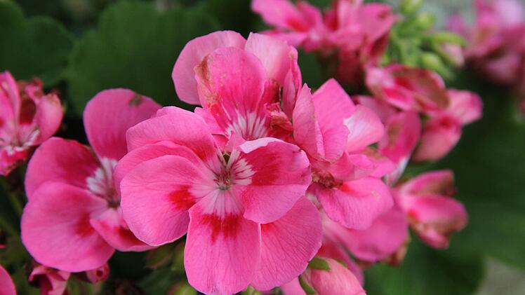 Bilder aus teilnehmenden Gärten Foto: Jürgen Gärtner