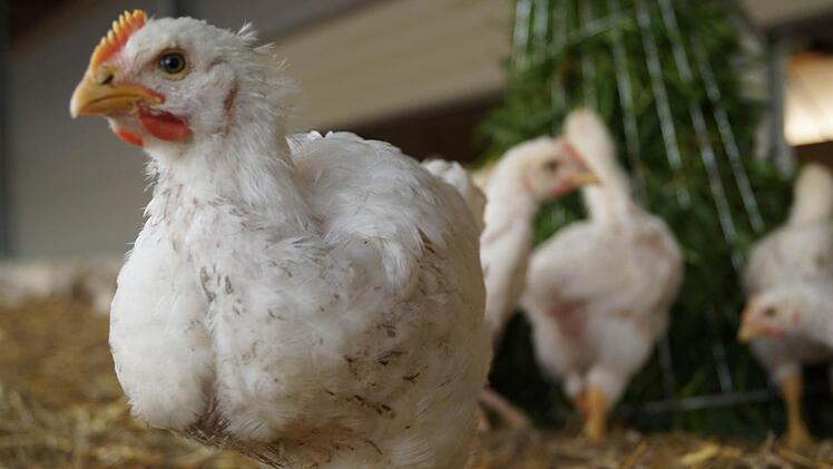 Den Bio-Hähnchen wird auch Grünfutter im Stall angeboten. Foto: Hanna