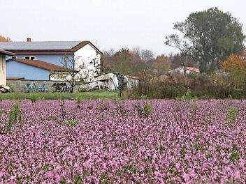 Im Gewerbegebiet Hörnau grünt und blüht es im Herbst. Foto: Heike Beudert