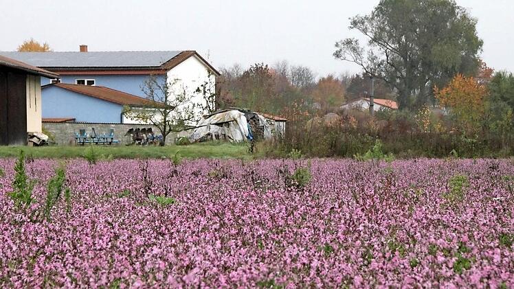 Im Gewerbegebiet Hörnau grünt und blüht es im Herbst. Foto: Heike Beudert