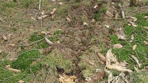 Nur die Furche verrät, dass in dem Fichtenwald künftig Tannen sprießen sollen: Ein Kilo Samen besteht aus 10 000 einzelnen Samenkörnchen. Das bedeutet, dass pro Hektar 200 000 Samen ausgebracht werden.