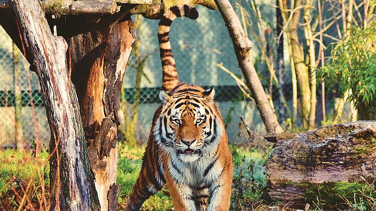 Der Tierpark Hellabrunn ist weitläufig. Neben Sibirischen Tigern gibt es viel zu sehen.