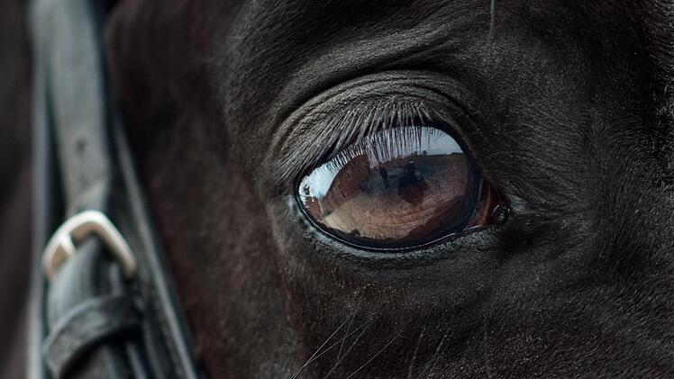 Ein Pferd hat sich im Landkreis Bamberg bei einem Unfall mit einem Lkw so schwer verletzt, dass es eingeschl&auml;fert werden musste. Symbolfoto: christels/Pixabay.com