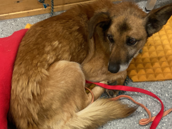 Mischlingshund in Bankfiliale