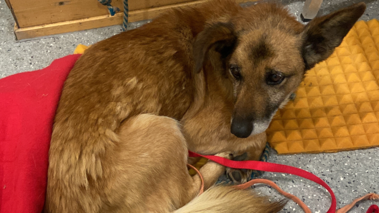 Mischlingshund in Bankfiliale