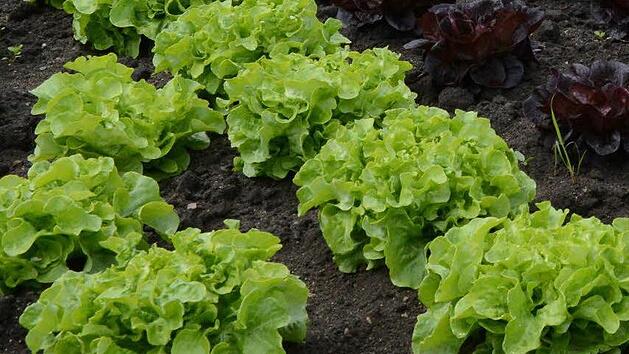 Symbolbild: Ronald Rinklef