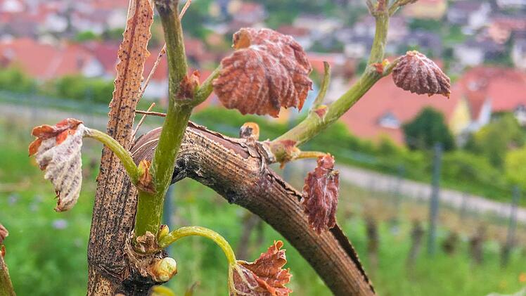 An den Stöcken in den Ramsthaler Weinbergen kräuseln sich die Blätter.  Foto: Wolfgang Dünnebier