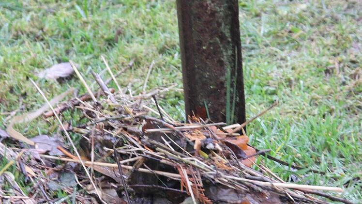 Schwemmgut verfing sich. Foto: Friedwald Schedel