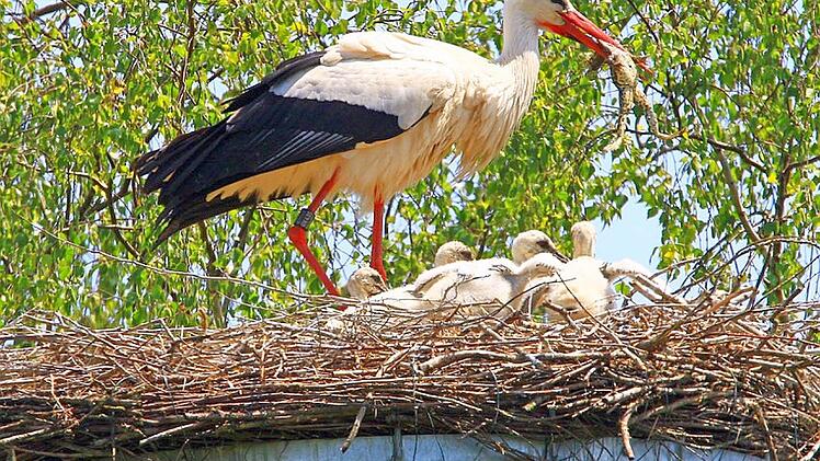 Tatort Scherneck: Das geht schon! Der Altvogel schluckt den Frosch. Foto: Hans-Peter Schönecker