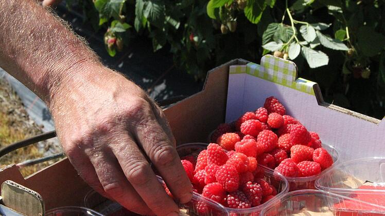 Himbeeren und Erdbeeren wachsen auf dem Obsthof in Massen. Sie werden über den Großhandel verkauft. Foto: Ulrike Müller