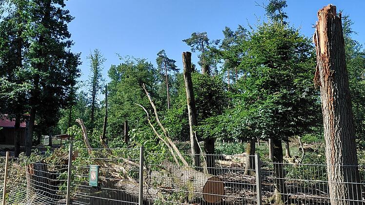Umgest&uuml;rzte B&auml;ume haben den Gehegezaun an mehreren Stellen so stark besch&auml;digt, dass mehrere Tiere ausgebrochen sind.