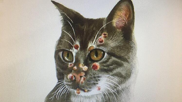 Katzenpocken gehören unter anderem zu den Illustrationen im Kuscheltier-Drama.  Foto: Linus Beckmann