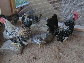 Die Serama-Hühner sind neu in der Schauvoliere des Geflügelzuchtvereins Herzogenaurach. Foto: privat