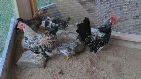 Die Serama-Hühner sind neu in der Schauvoliere des Geflügelzuchtvereins Herzogenaurach. Foto: privat