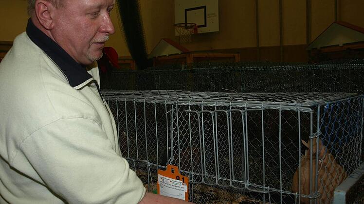 Jürgen Günder präsentierte bei der  Vereinsschau des Kleintierzuchtvereins  Oerlenbach und Umgebung seine Taube "Modena Schietti dominant gelb".  Fotos: Stefan Geiger