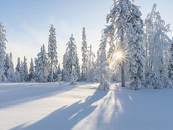 schnee landschaft bäume sonne weiß