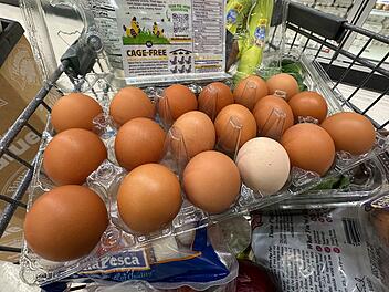 Massiver Vogelgrippe-Ausbruch: Explodieren jetzt die Preise f&uuml;r Eier und Gefl&uuml;gel?