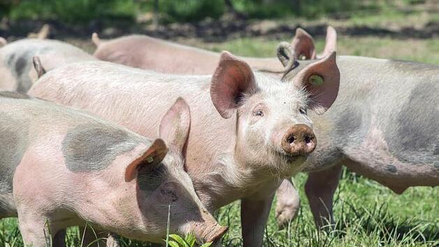So geht es auch. Bioschweine auf der Wiese Symbolfoto: Archiv