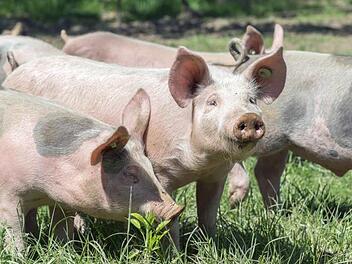 So geht es auch. Bioschweine auf der Wiese Symbolfoto: Archiv