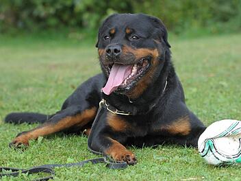 Zwei Rottweiler haben auf der Jagd nach einem Marder ein Auto zerlegt. Symbolfoto: Franziska Kraufmann dpa