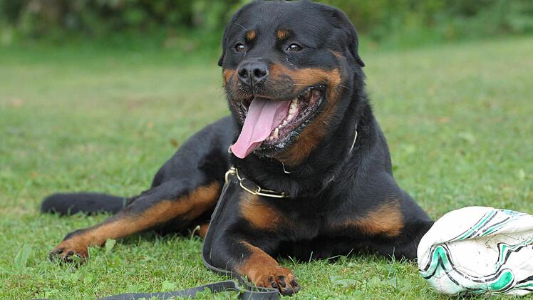 Zwei Rottweiler haben auf der Jagd nach einem Marder ein Auto zerlegt. Symbolfoto: Franziska Kraufmann dpa