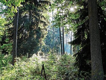 klaus behr - waldbild