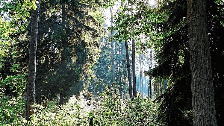 klaus behr - waldbild