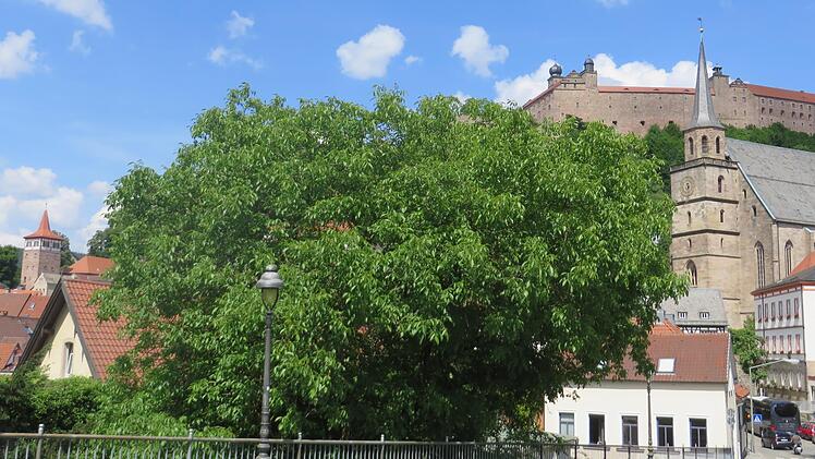 Im Schießgraben steht ein ganz besonderer Nussbaum, der nie gefällt werden darf.Erich Olbrich