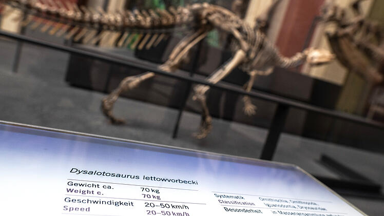 Dysalotosaurus lettowvorbecki