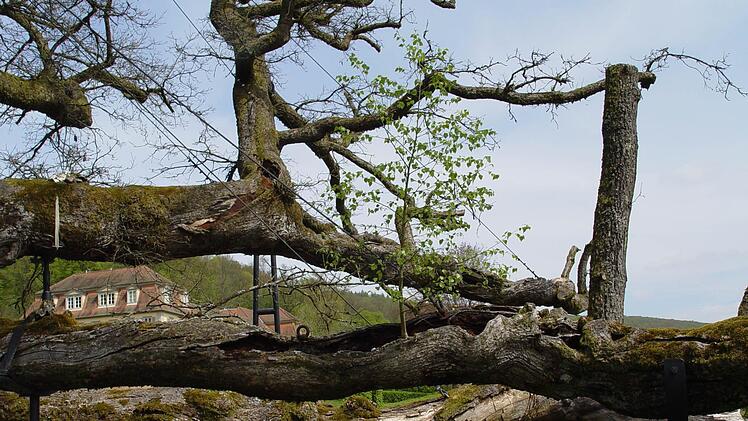 Die uralte Eiche muss gestützt werden.  Foto: Brigitta Kempe-Wolf