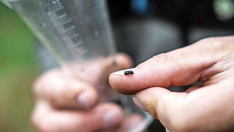 Ein Buchdrucker ist wenige Millimeter klein. Im Hintergrund ist der Messbecher zu sehen. Wird dieser voller, steigt die Alarmstufe.