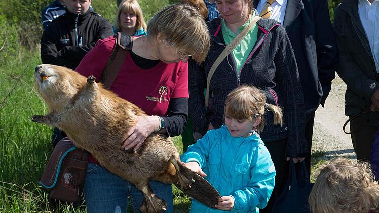 Ein Biber zum Anfassen und Streicheln war nicht nur für die Kinder ein besonderes Erlebnis.